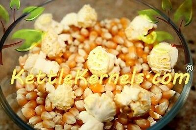5 Lbs Of Mushroom Popcorn Kernels ** Free Shipping ** Make Your Own Kettle Corn!
